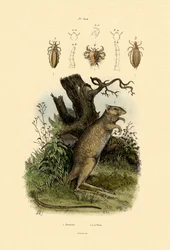 Rat-Kangaroo